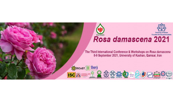 Rosa damascena2021